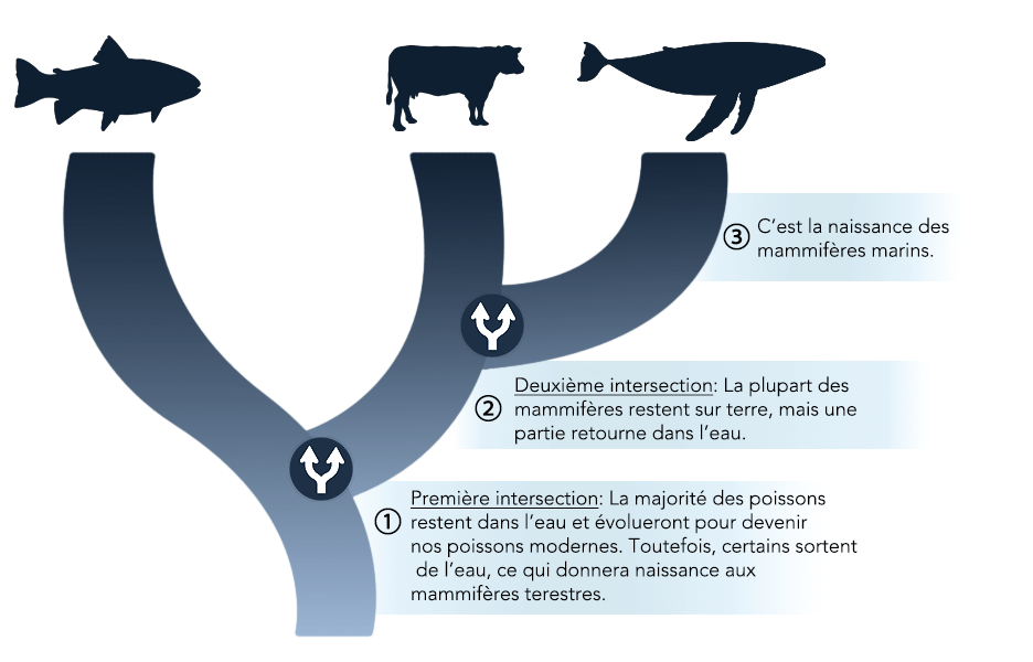 Arbre phylogénétique contenant les poissons et les mammifères